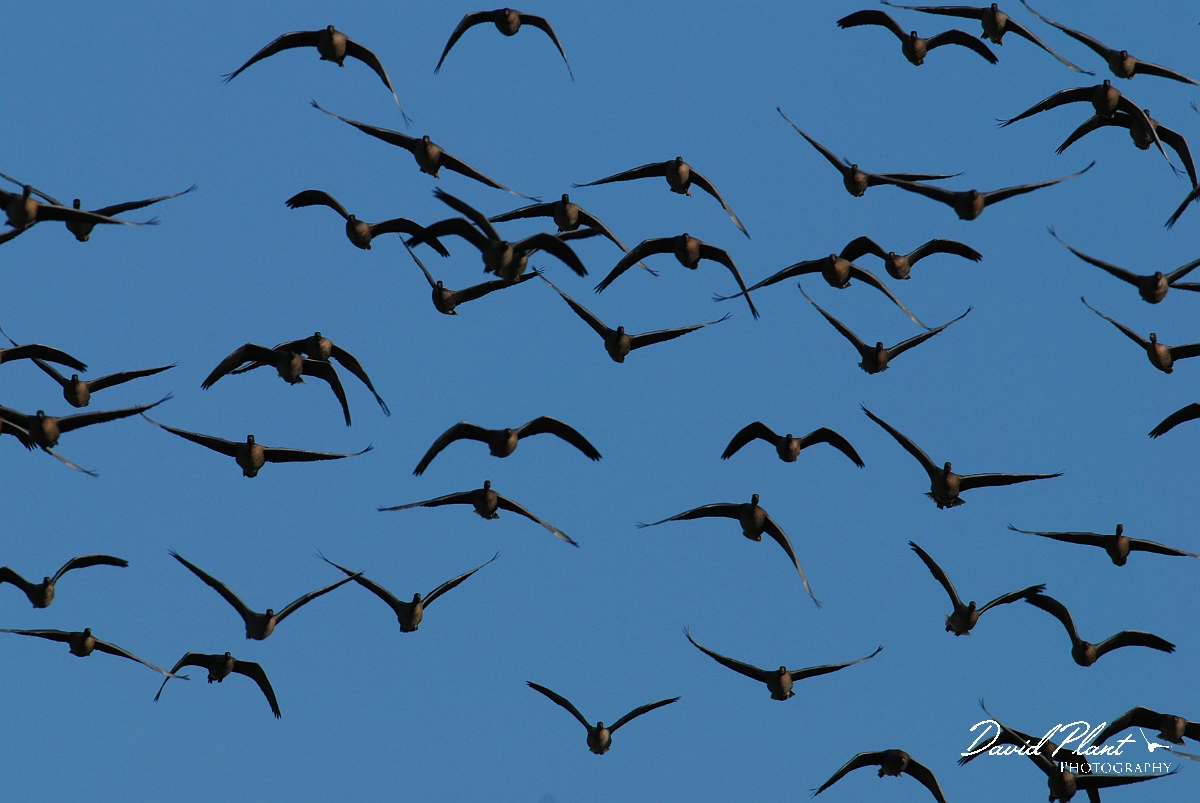 David Plant Photography - Wildlife Photographer - Pink-footed geese flying - G.jpg - Pink-footed geese flock flying - Norfolk